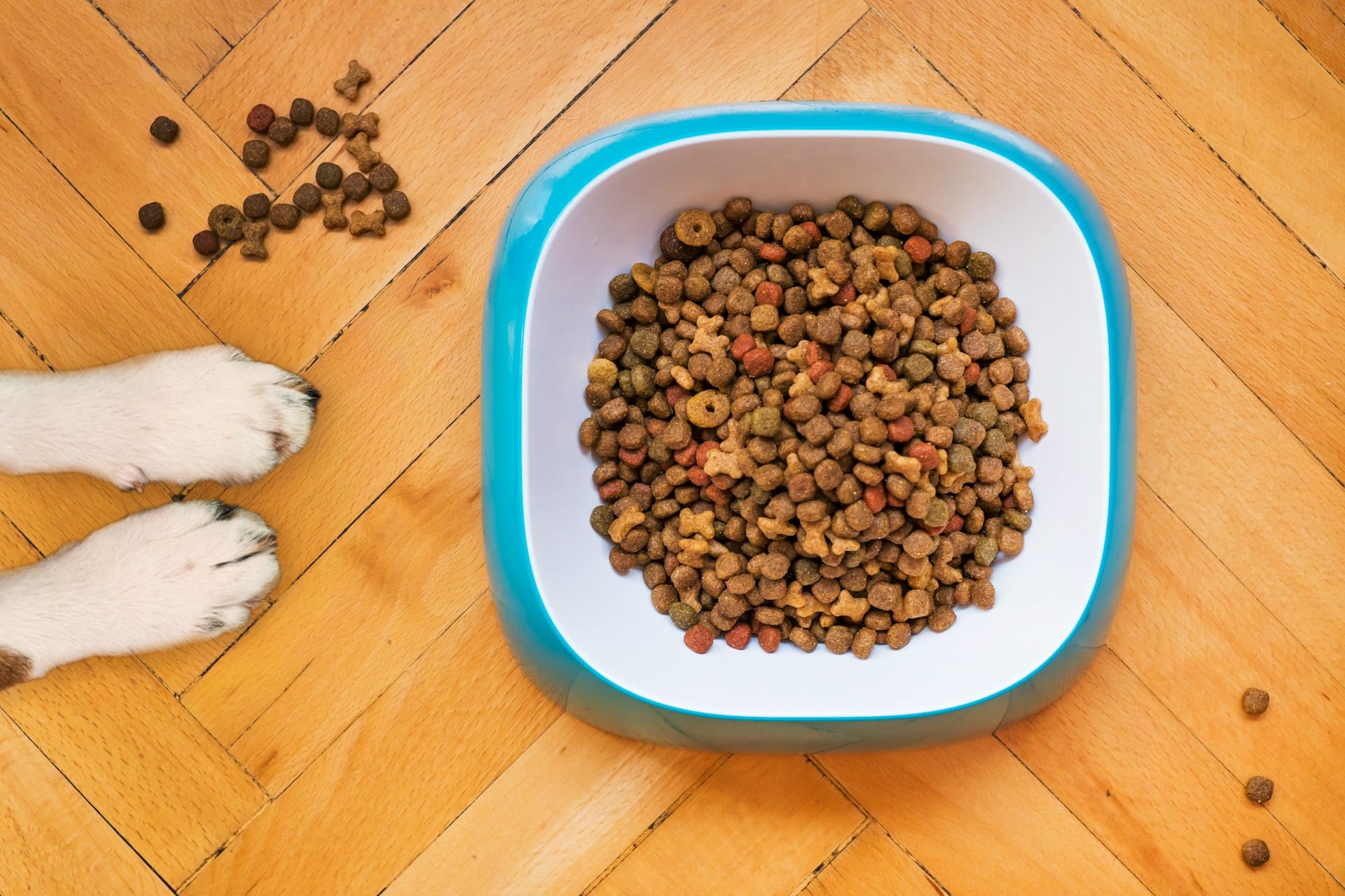 Nutrition for your dogs