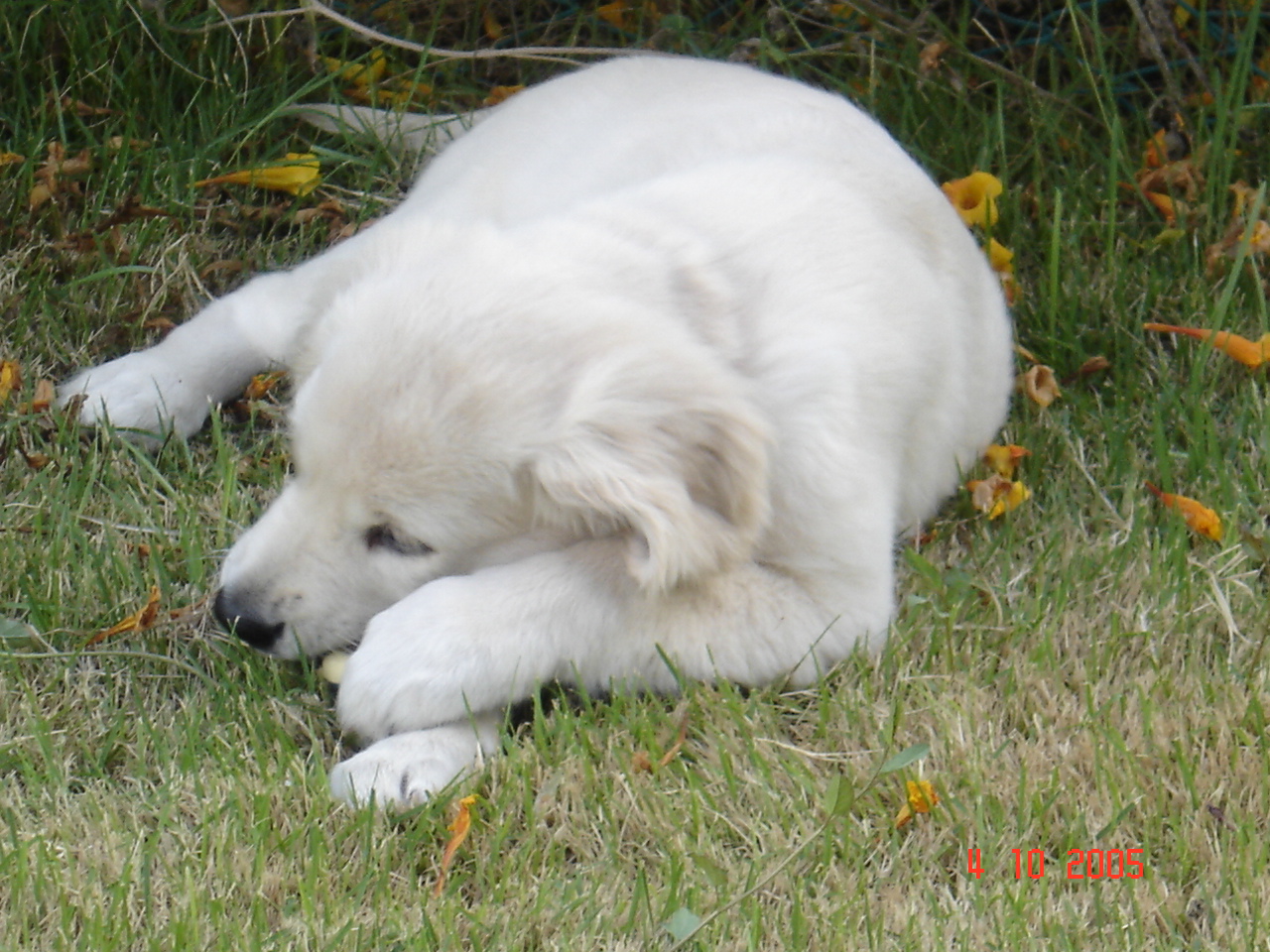 Choosing The Right Food For Your Pups