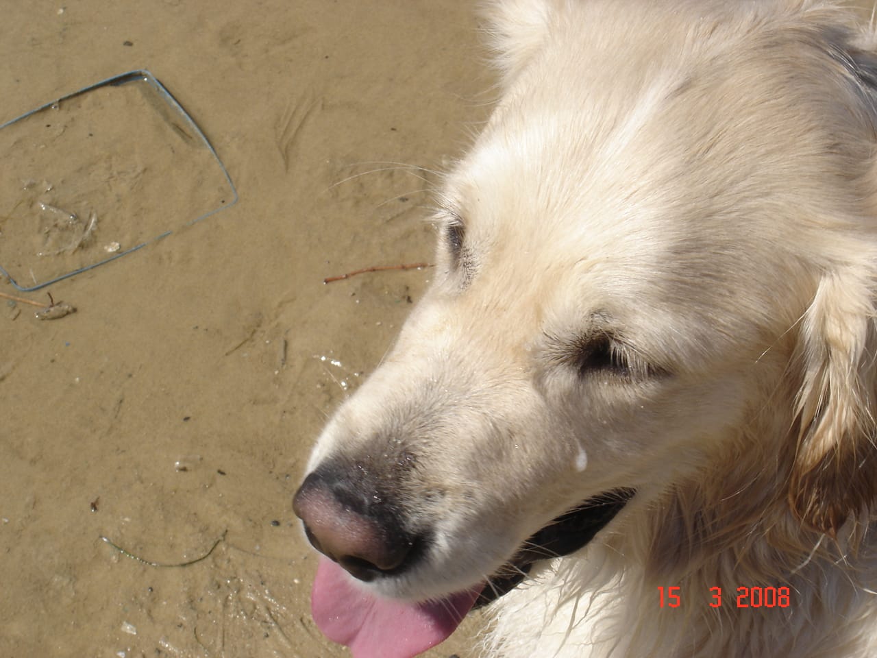Are you a first time Retriever owner, Read this